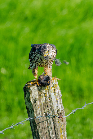 _DSC1119-Edit