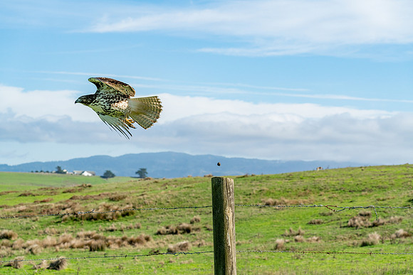 _DSC1269-Edit