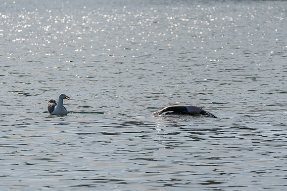 _DSC0788-2