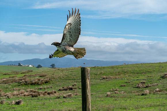 _DSC1268-Edit