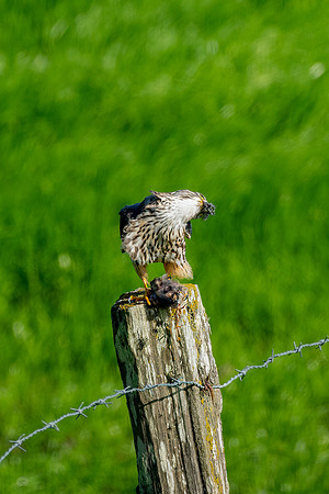 _DSC1135-Edit