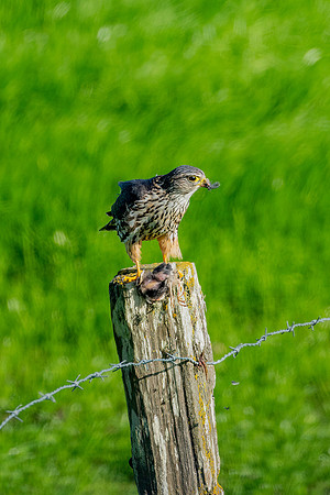 _DSC1092-Edit