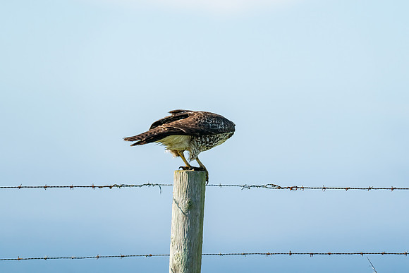 _DSC0916-Edit
