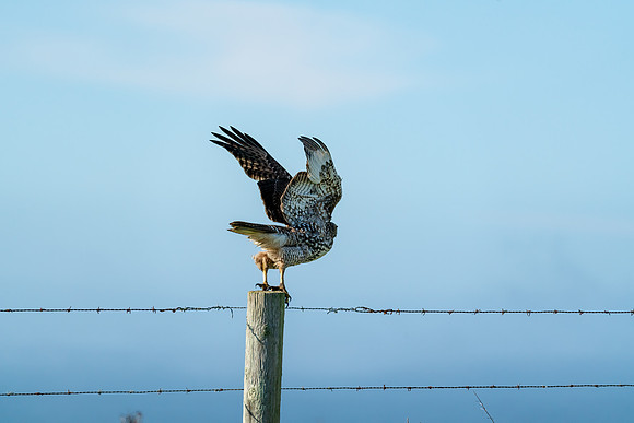 _DSC0917-Edit