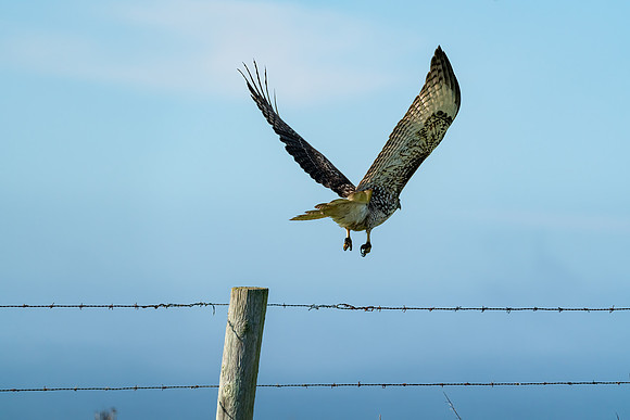 _DSC0919-Edit