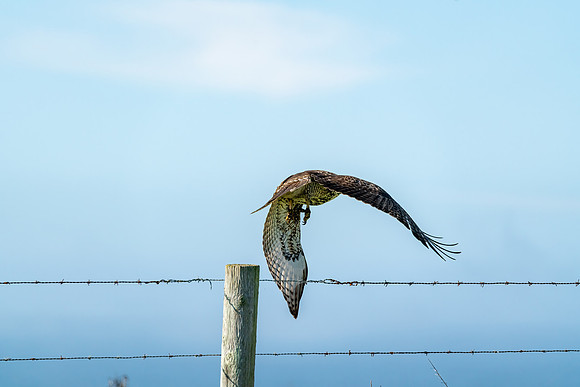 _DSC0918-Edit