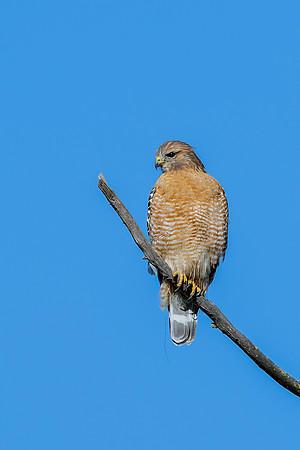 _DSC3721-Edit