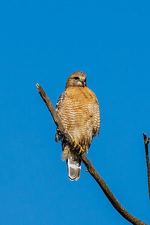 _DSC3754-Edit