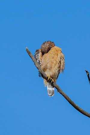 _DSC3735-Edit