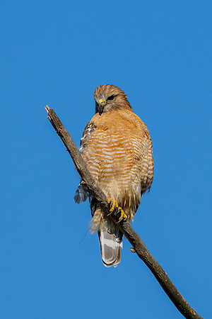_DSC3751-Edit