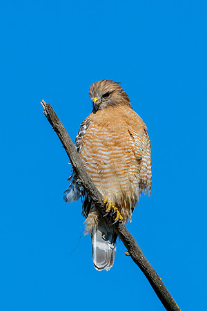 _DSC3772-Edit