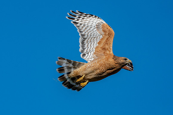 _DSC3774-Edit