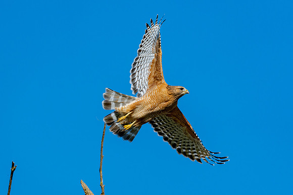 _DSC3773-Edit-2