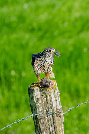 _DSC1136-Edit