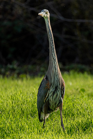 _DSC1847-Edit