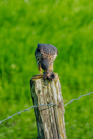 _DSC1117-Edit