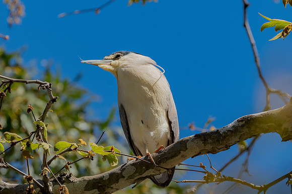 _DSC1952-Edit
