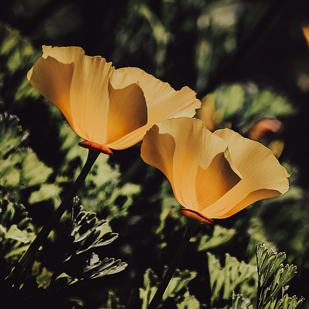 _DSC2047-Edit-3