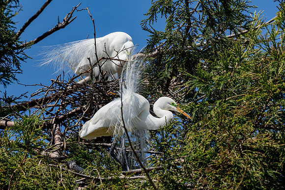 _DSC4950-Edit
