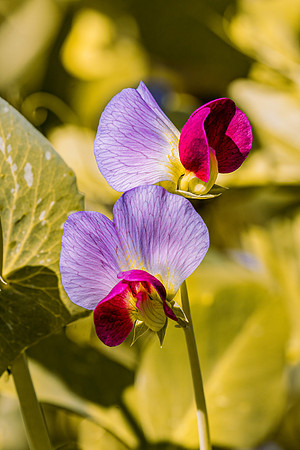 _DSC1982-Edit-5