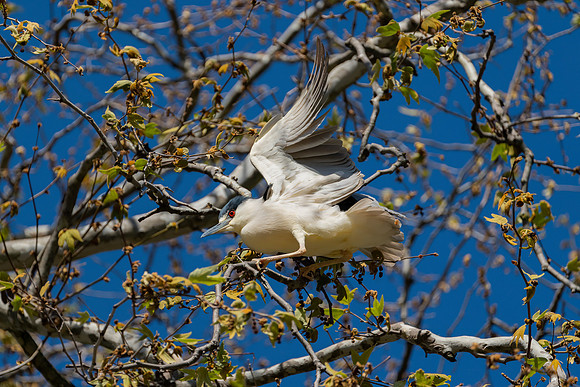 _DSC1787-Edit