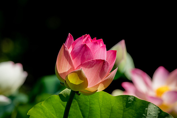 _DSC4703