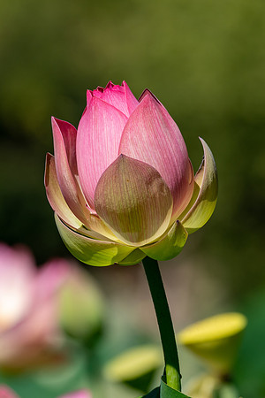 _DSC4525