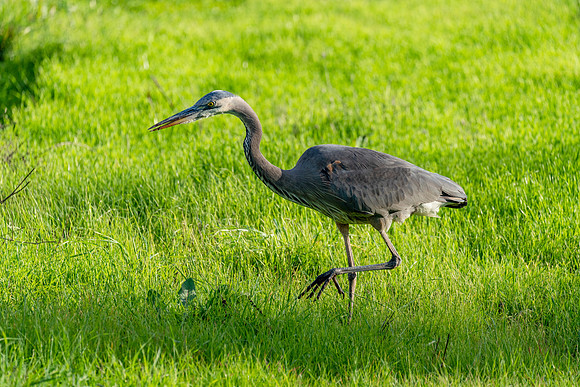 _DSC1916-Edit