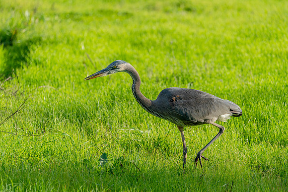 _DSC1910-Edit
