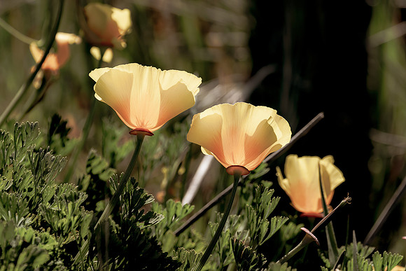_DSC2032-Edit-3