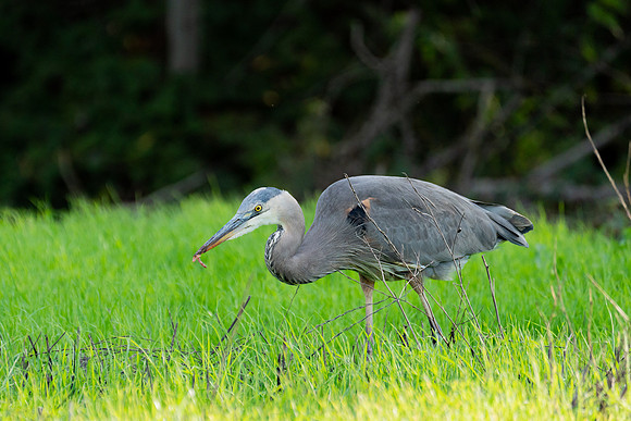 _DSC1727-Edit-2
