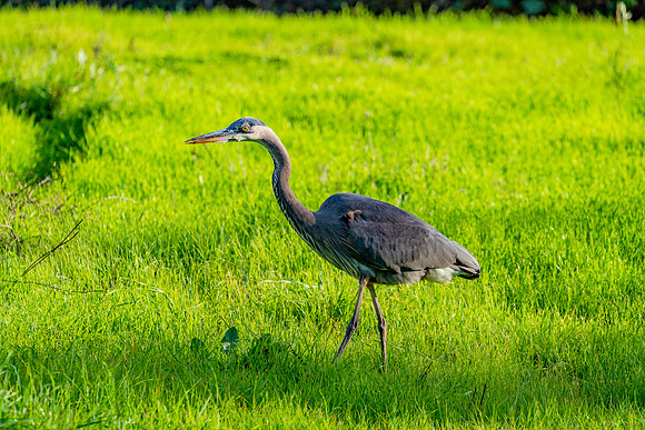 _DSC1936-Edit