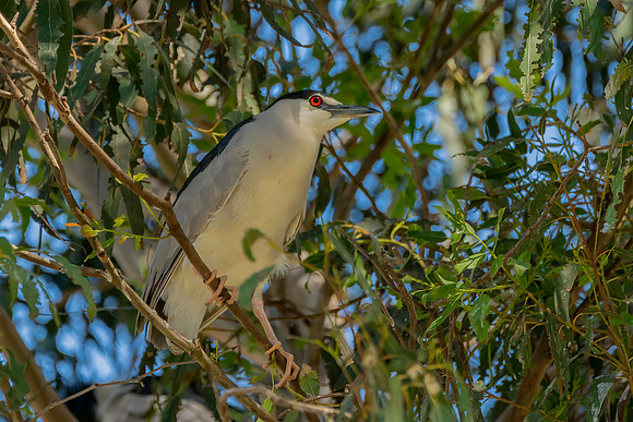 _DSC1954-Edit-2