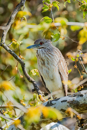 _DSC1781-Edit