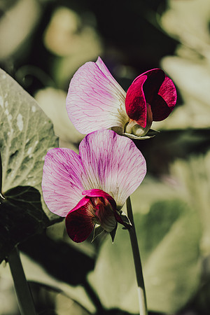 _DSC1982-Edit-4