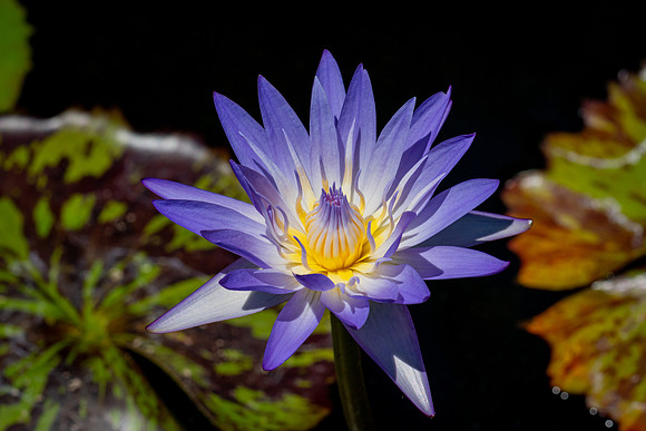 _DSC9907